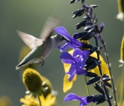 2019 09 15 LongFellowGardens 013